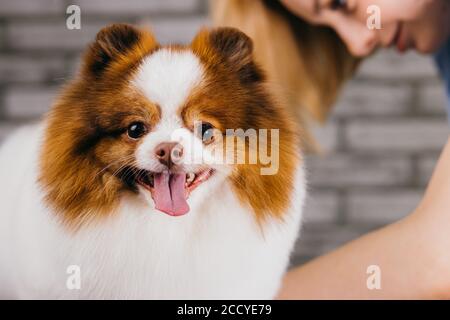 Haarschnitt von kleinen Haustier spitz in Pflege Salon. Schöner Hund bekommt Pflege durch professionelle Pflege Master, weibliche Griff mit Haustier. Liebe Job connecte Stockfoto