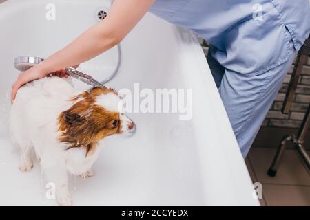 Adorable kleinen Haustier Hund nehmen Dusche im Bad vor der Pflege, Haarschnitt von professionellen Groomer im Salon. Health care of animals Konzept Stockfoto