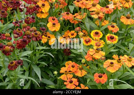 Helenium autumnale westliche Mischung Niesen Blumen Stockfoto