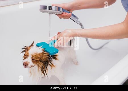 Schöne kleine Haustier spitz erhalten hygienische Dusche im Pflegesalon. Liebenswert Haustier vor Haarschnitt Stockfoto