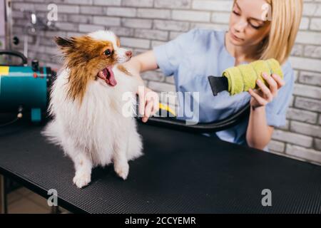 Trocknen und Kämmen Wolle des Hundes in Pflegesalon, professionelle Pflege sorgfältig mit spitz zu behandeln. Beauty-Care-Verfahren von Hunden im Salon Stockfoto