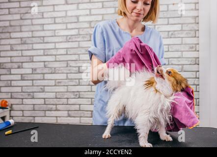 Attraktive weibliche Groomer genießen die Arbeit mit Haustieren. Grooming Master wischen Sie den Hund mit Handtuch, kümmern Stockfoto