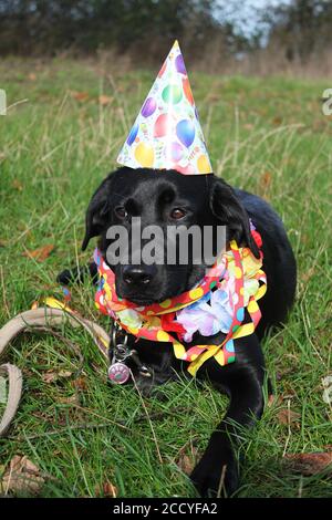 Vertikale Aufnahme einer schwarzen labrador Retriever, die Geburtstag hat Party im Garten Stockfoto