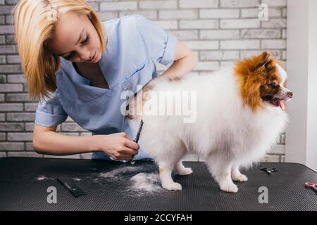 Schönes Haustier spitz bei Haarschnitt Verfahren, im Grooming Salon. Tiere, Pflege, Trocknen und Styling Hunde, Kämmen Wolle. Professionelle Pflege Mast Stockfoto