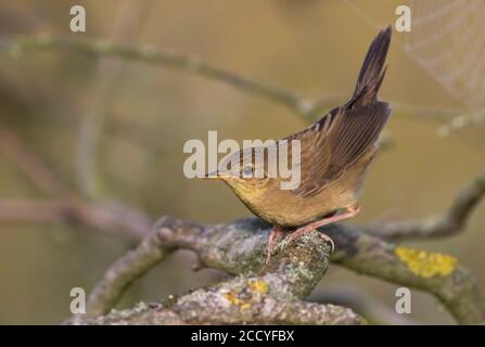 Jungvogel-Grasshopper-Waldsänger (Locustella naevia naevia) Auf einem Zweig mit aufgespannten Schwanz in Deutschland Stockfoto