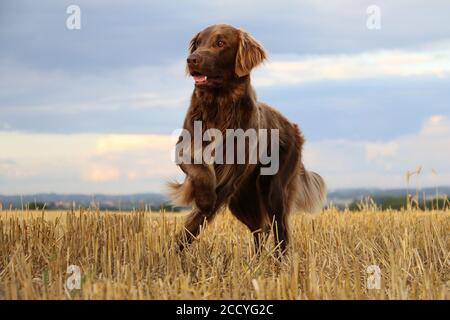 Flat-coated Retriever macht Spaß auf einem Stoppeln Stockfoto