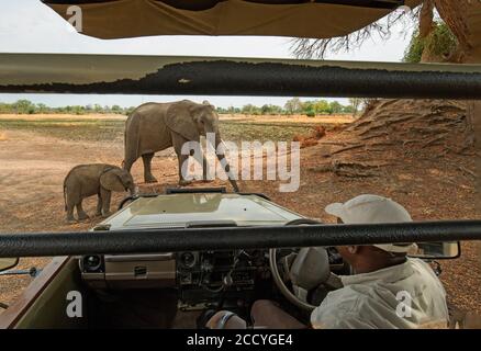 2017, South Luangwa, Sambia.Afrikanische Elefanten stehen ganz in der Nähe des Safari-LKW, während der Führer wachsam bleibt, falls er sich schnell bewegen muss. Stockfoto