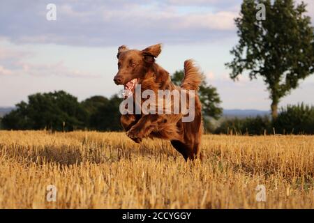 Flat-coated Retriever macht Spaß auf einem Stoppeln Stockfoto