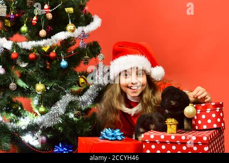 Miss Santa gibt ein kleines Geschenk für Hunde von Weihnachtsbaum. Neues Jahr des Hundekonzepts. Kind mit glücklichen Gesicht Auspacken gibt Geschenke auf rotem Hintergrund. Mädchen in Weihnachtsmütze spielt mit Welpen halten goldenen Ball Stockfoto