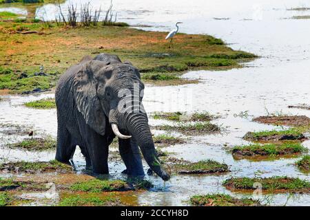 Großer afrikanischer Elefant in einer kleinen Lagune mit Reiher im Hintergrund, South Luangwa National Park, Sambia, Südafrika Stockfoto
