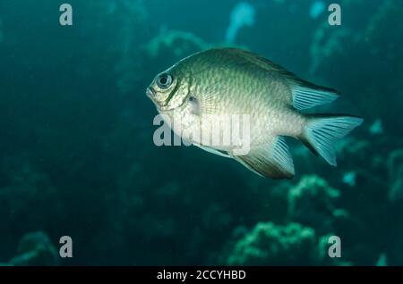 Weißbauch-Damselfisch, Amblyglyphidodon leucogaster, Marsa Alam, Rotes Meer, Ägypten Stockfoto