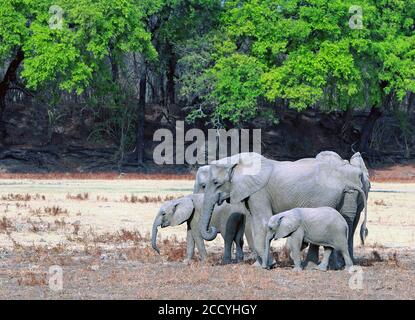 Herde afrikanischer Elefanten (Loxodonta Africana) Stehen auf dem trockenen Flussbett in Mfuwe mit einem natürlichen Lebendige Baum gesäumten Hintergrund in Süd Luangwa Stockfoto