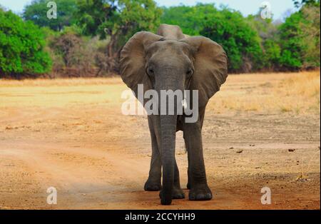 Afrikanischer Elefant mit gebrochenem Stoßzahn steht auf der offenen trockenen Ebene mit einem natürlichen grünen Baum gesäumten Hintergrund im South Luangwa National Park, Sambia Stockfoto