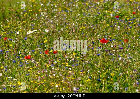 Feld mit hohem Gras und verschiedenen Arten von Wildblumen, einschließlich Gänseblümchen, Mohnblumen und Zichorien, an einem sonnigen Tag im Sommer Stockfoto