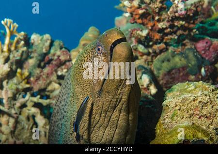 Riesenmoränen, Gymnothorax javanicus, im Korallenriff, Marsa Alam, Ägypten Stockfoto