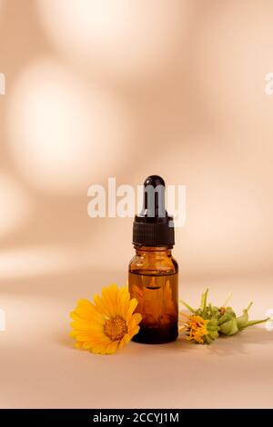 Dunkle kosmetische Flasche aromatisches Öl für Kräutermedizin mit Ringelblume auf beigem Papierhintergrund mit trendigen Schatten. Ringelblume Extrakt. Stockfoto