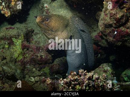 Riesenmoränen, Gymnothorax javanicus, im Korallenriff, Marsa Alam, Ägypten Stockfoto