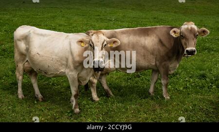 Schweizer Kühe in der Region Gruyere, Schweiz Stockfoto