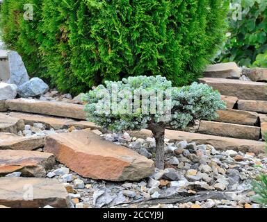 Zwerg Nadelbäume immergrüne Pflanze Korean Fir 'Kohouts Icebreaker' (Abies koreana) in steinigen Gartenlandschaft. Seltene Sorte mit silbernen gebogenen Nadeln. Stockfoto