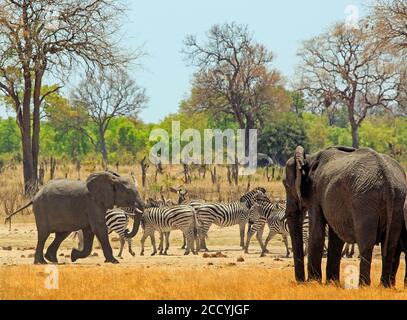 Elefantenherde und Zebras neben einem Wasserloch im Makololo Camp, mit einem natürlichen Buschhintergrund und klarem blauen Himmel - Hwange National Park, Simbabwe Stockfoto