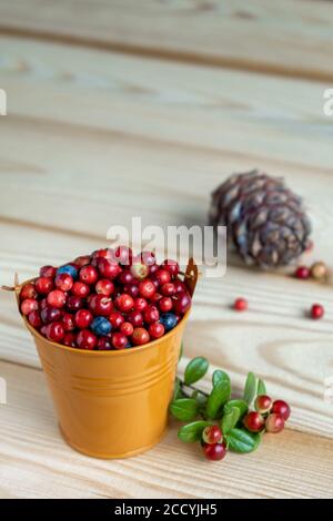 Reife Beeren aus Preiselbeere und Heidelbeere in einem dekorativen orangefarbenen Eimer auf einem Holzhintergrund. Preiselbeeren und Zweige sind in der Nähe verstreut. Stockfoto