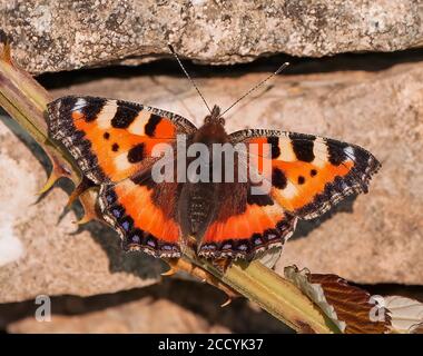Kleine Tortoiseshell ruht auf der Wand Stockfoto