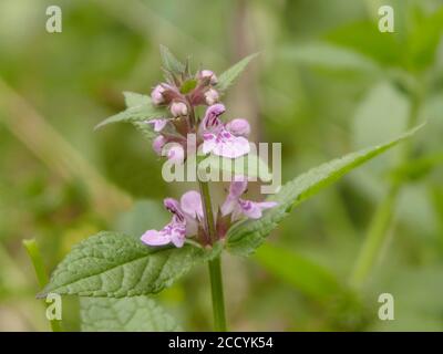 Heckenwundkraut Wildflower ( Stachys sylvatica ) in Blume im Juli, Großbritannien Stockfoto