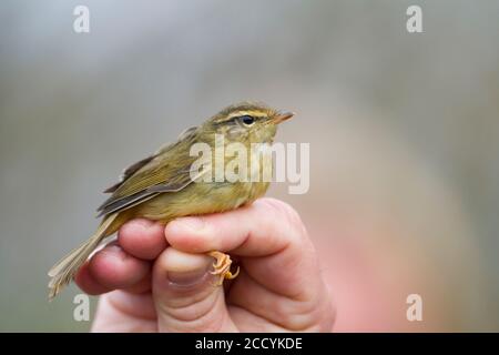 Erster Winter Radde-Waldsänger (Phylloscopus schwarzi) in Deutschland gefangen. Stockfoto