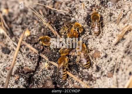 Ivy Bienen (Colletes hederae) in einem Paarungshaufen auf einer sandigen Heide in Surrey, Großbritannien Stockfoto