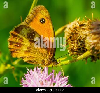 Schmetterling auf Blume Stockfoto