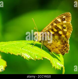 Schmetterling auf Blume Stockfoto