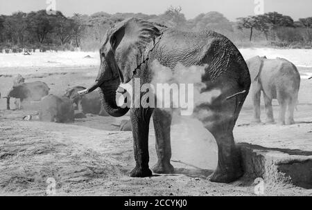 Schwarz-Weiß-Bild eines großen Elefanten, der Staub über seinen Bak sprüht, um kühl zu bleiben. Hwange-Nationalpark, Simbabwe Stockfoto