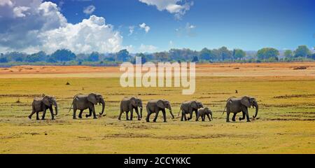 Gerade Linie einer Familie Herde von afrikanischen Elefanten zu Fuß über das trockene gelbe Gras im South Luangwa National Park, Sambia. Stockfoto