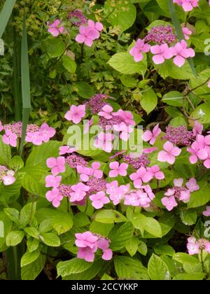 Rosa Lacecap Hydrangea Strauch ( Hydrangea macrophylla ) Im Sommer In Blume Stockfoto