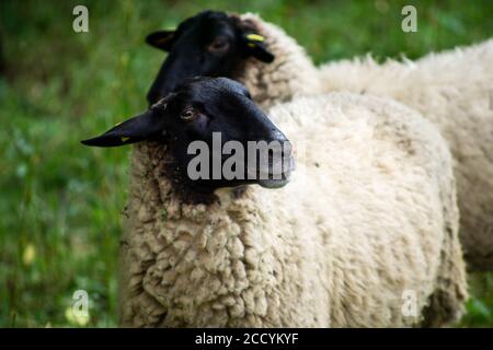 Schwarz gesichtes Schaf steht auf der Wiese und schaut Stockfoto