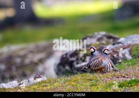 Paar Rotbeinige Rebhühner (Alectoris rufa hispanica) in Spanien. Auf mögliche Gefahren umschauen. Stockfoto