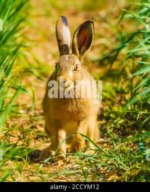 Hare auf Walkabouts in Cotswolds Stockfoto