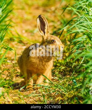 Hare auf Walkabouts in Cotswolds Stockfoto