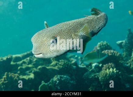 Ein Fleck Fin Stachelschweinfisch, Diodon hystrix, schwimmt über Korallenriff, Marsa Alam, Rotes Meer, Ägypten Stockfoto