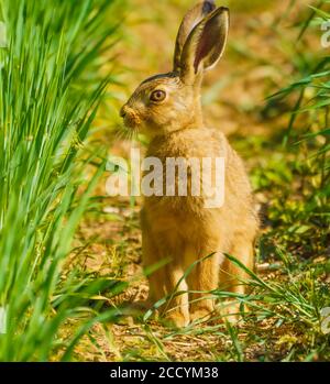 Hare auf Walkabouts in Cotswolds Stockfoto