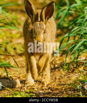 Hare auf Walkabouts in Cotswolds Stockfoto