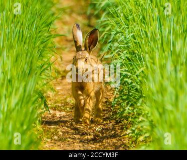 Hare auf Walkabouts in Cotswolds Stockfoto