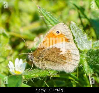 Kleine Heide Schmetterling Stockfoto