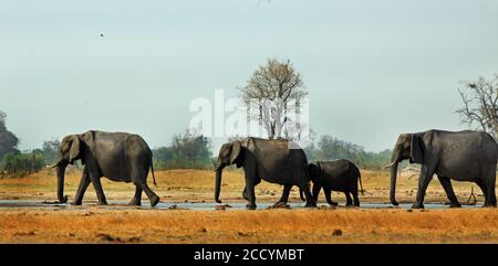 Panoramablick auf eine kleine Familie Herde von Elefanten, die neben einem kleinen Wasserloch vor einem hellblauen Himmel, Hitze Dunst sichtbar ist. Makololo Wasserloch Stockfoto