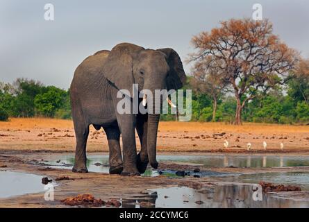 Afrikanischer Elefant steht an einem Wasserloch mit der afrikanischen Vegetation im Hintergrund. Makololo, Hwange National Park, Simbabwe, Südafrika Stockfoto