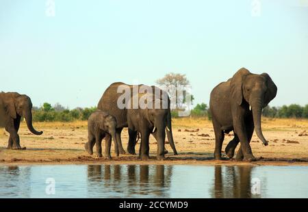 Familie Herde der afrikanischen Elefanten (Africana Loxodonta) Spaziergang entlang der Kante eines Wasserlochs in Makololo Ebenen, Hwange Nationalpark, Simbabwe Stockfoto