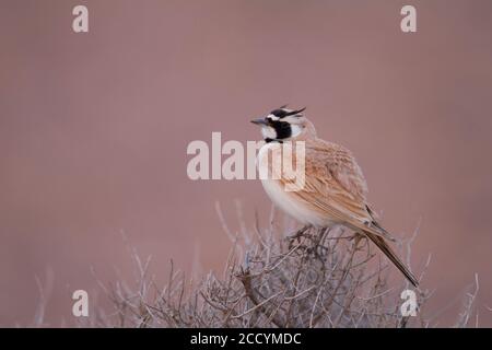 Temmincks Horned Lark (Eremophila bilopha) thront vor Sonnenaufgang auf einem kleinen trockenen Busch in Marokko. Stockfoto