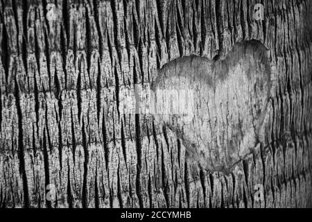 Graustufen-Aufnahme der Herzform, die auf der Rinde geschnitzt ist Stockfoto