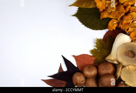 Bunte Mischung aus frischen Pilzen Stockfoto