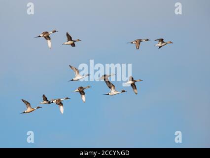 Schwarm von nördlichen Pintails (Anas acuta), Migration hoch in den Himmel. Stockfoto